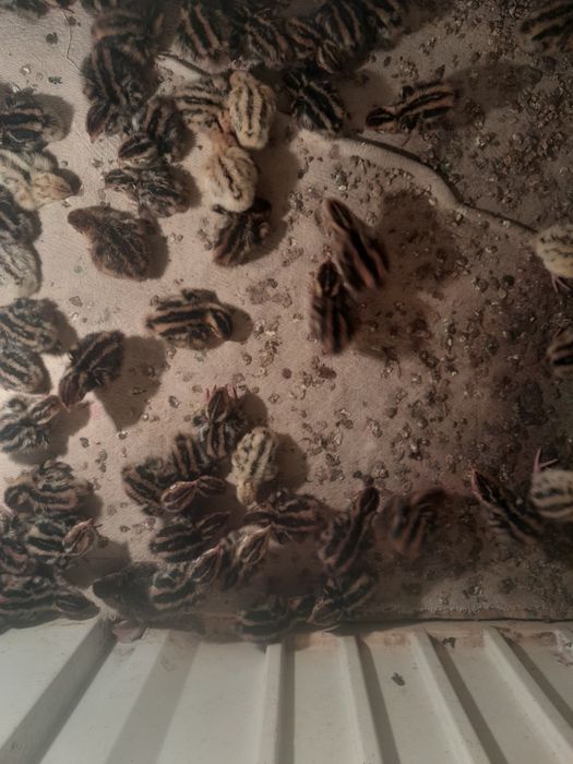 Бөдене балапаны сатылады