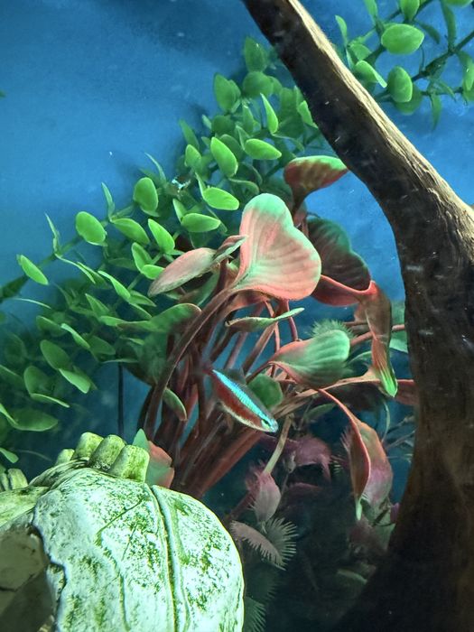 Продам аквариум с рыбками