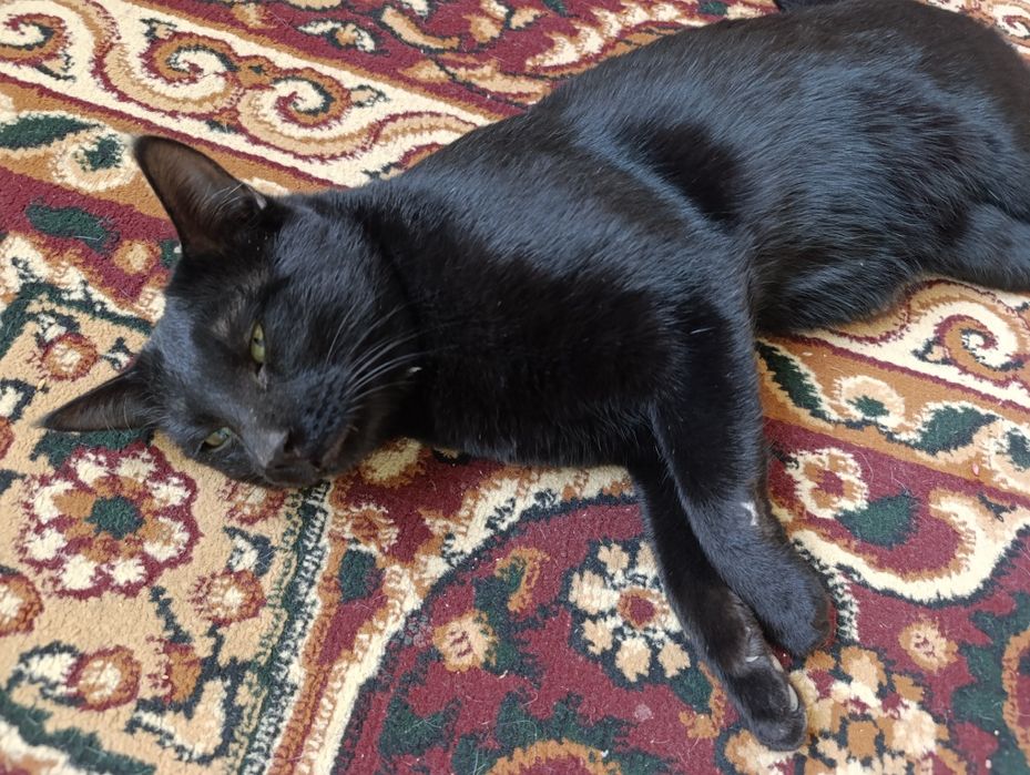 Mushuk hadyaga beriladi