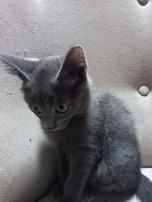 Отдам котика. 3м.