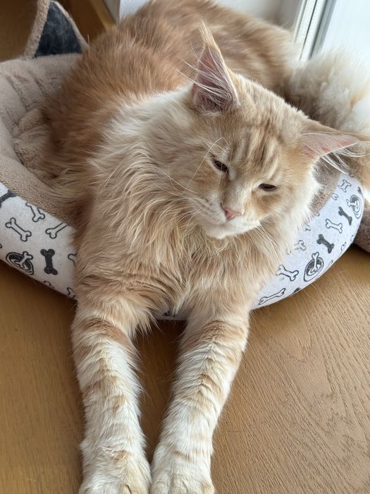 Молодой мейнкун для вязки