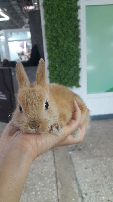 Кролики декоративные