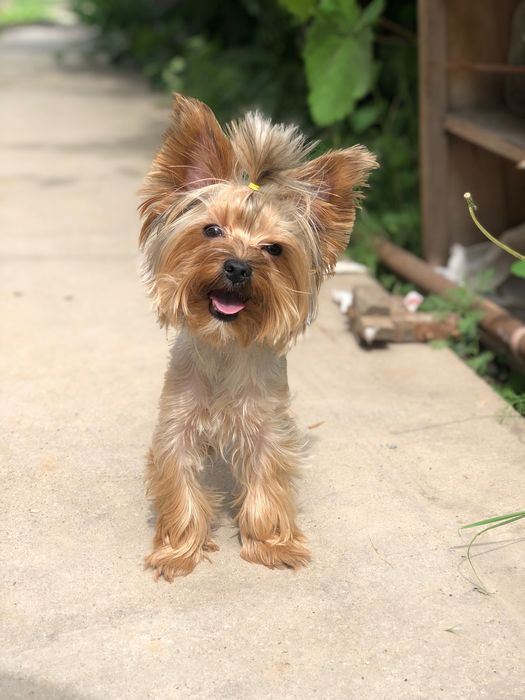 Щенок йоркширского терьера