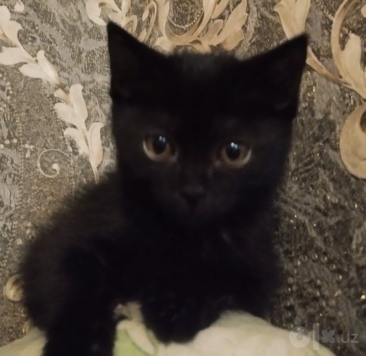 Кошечка Мия (3 мес)