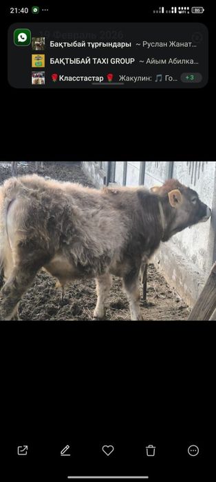 Срочно продам бычка