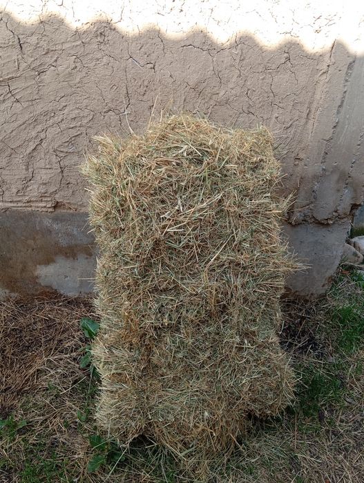 Беда пирис сотилади