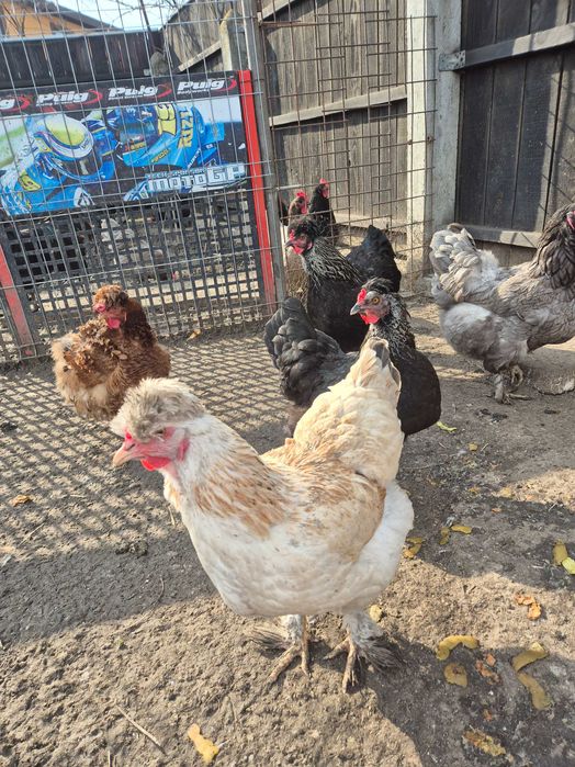 Ouă pentru incubat din rasa Australorp și moțate încălțate