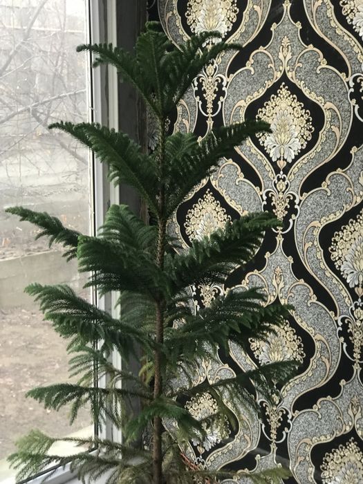 Комнатные растения