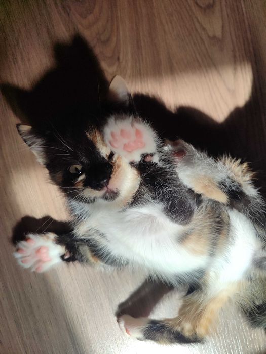 Отдам милых котят