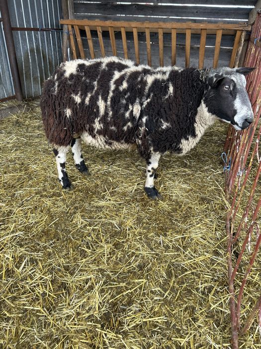 Vand schimb berbec Patat Olandez