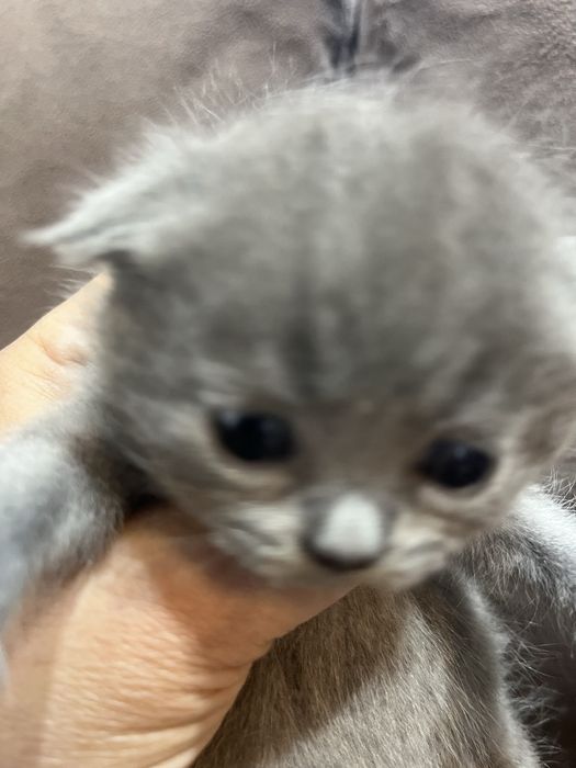 Брон котят Шиншила