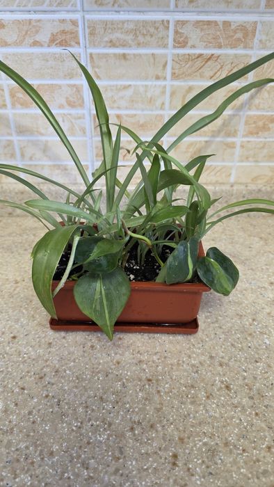 Продам комнатные растения.