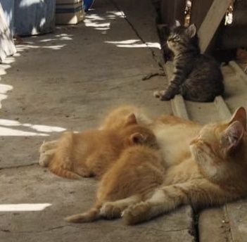 Котенок девочка на большую удачу