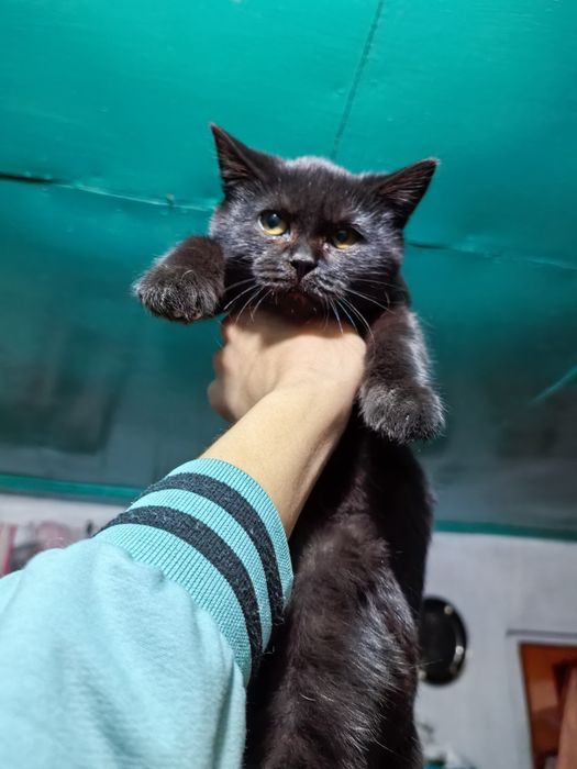 Котенок девочка 3.5 месяца