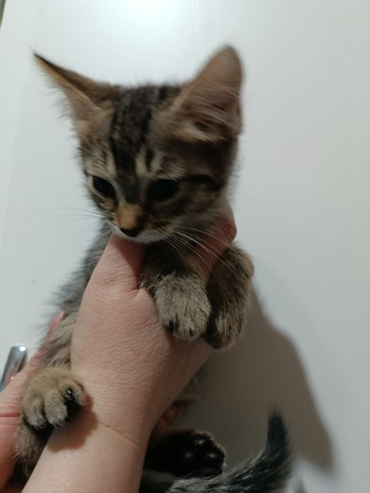 Продам котят, недорого