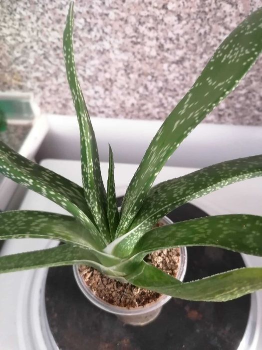 Цветя, сукуленти - Хавортия, Каланхое, Алое, Граптопеталум