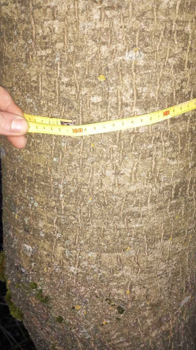 6 nuci si un cires de vinzare pret 6000 lei negociabil