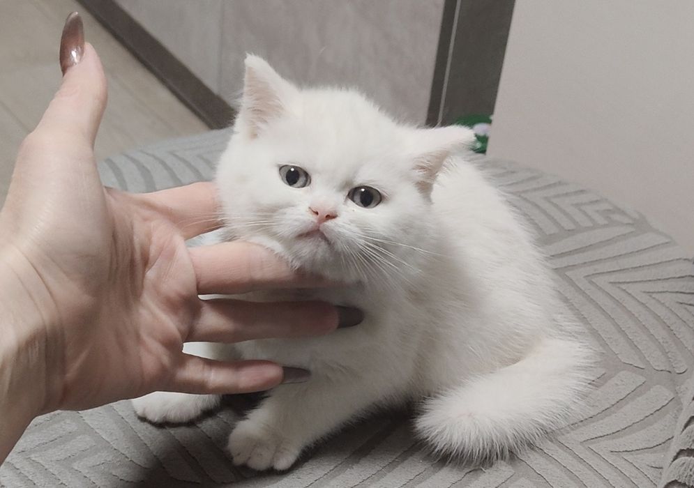 Котенок Британский Белый
