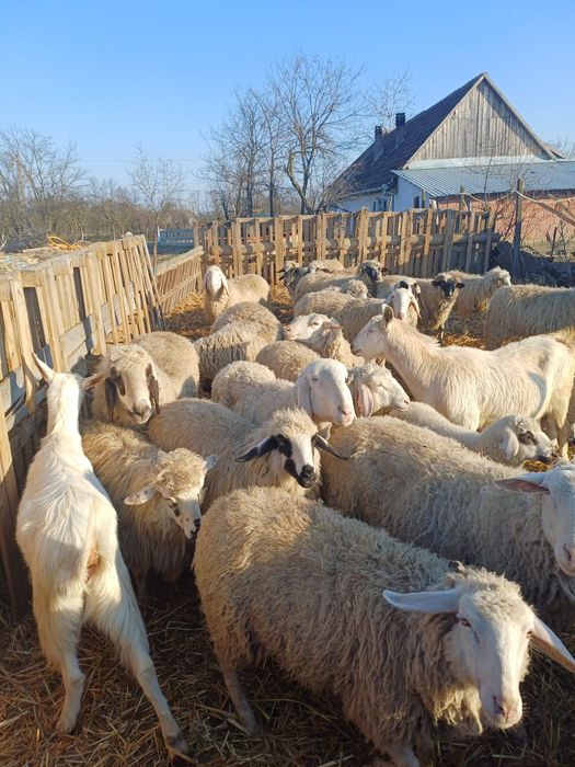 Oi de vânzare 1000 lei buc sau schimb cu viței de lapte