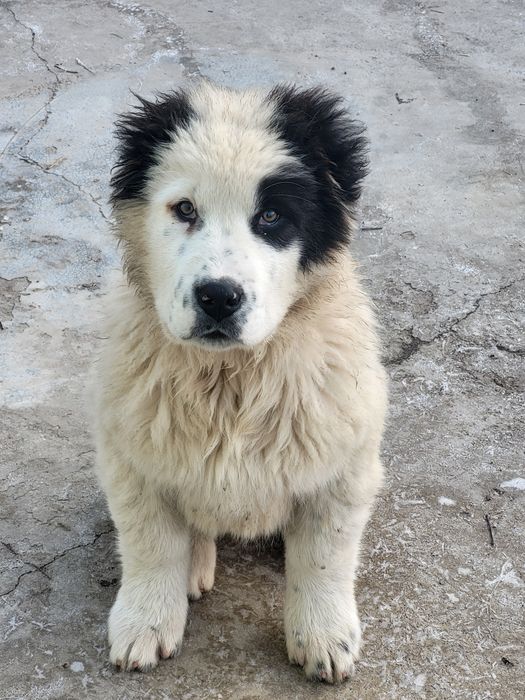 Щенки бойцовые..