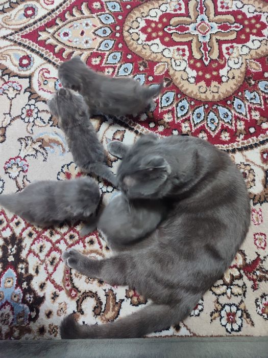 Котята вислоухие шотландцы