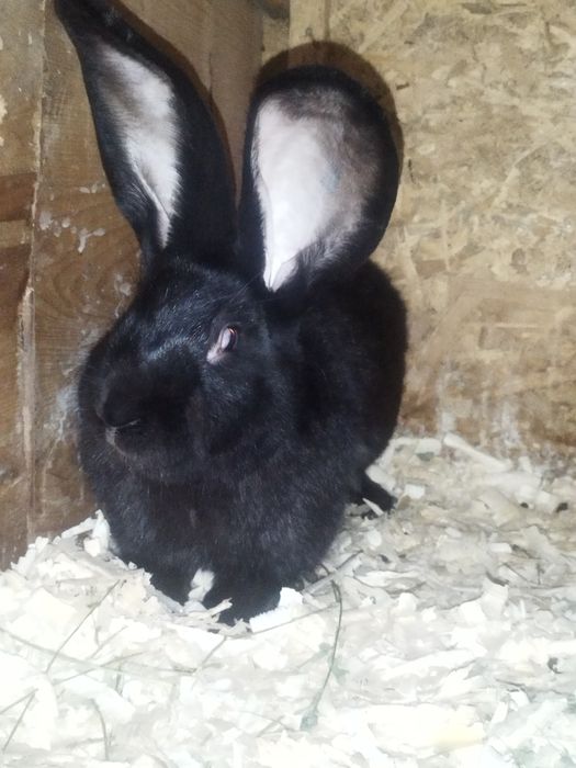 Зайци сини и черни немски гиганти,както и кочовати зайци.