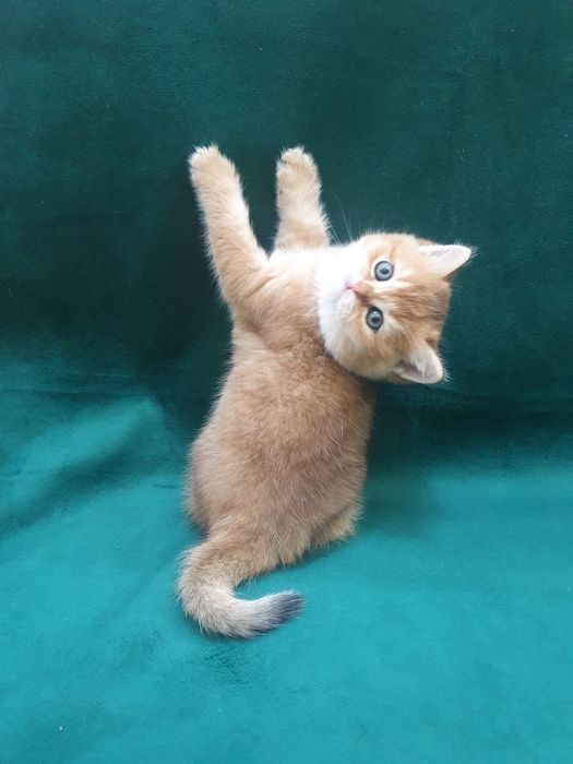 Sotiladi, Britanskiy zolotaya shinshilla