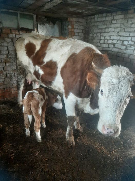 Продам село Казачье