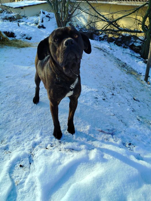 Продавам Кане Корсо