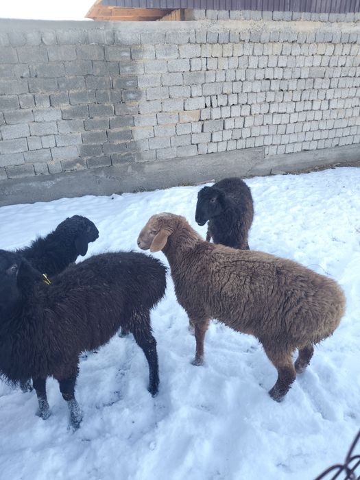 Койлар, кошкарлар