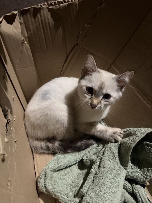 Котенок девочка в добрые руки