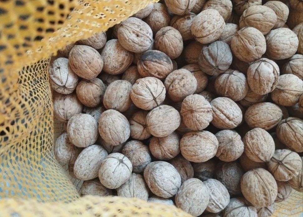 Грецкий орех продам