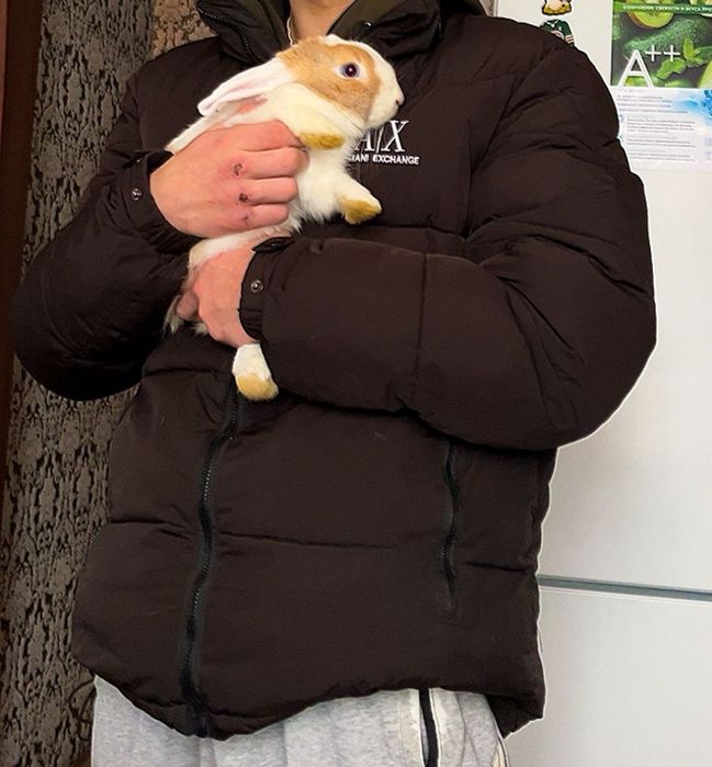 Продам кролика самец