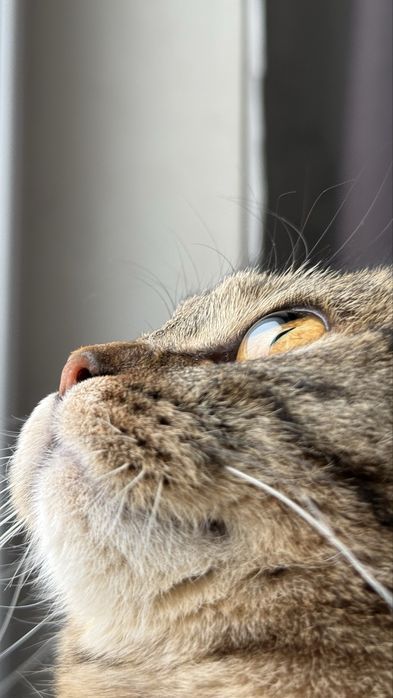 Породистая Кошка Агги