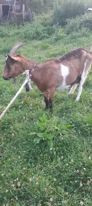 Capra alpină franceză
