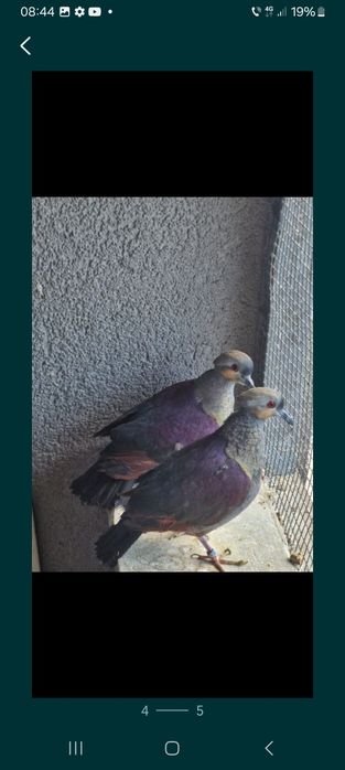 Turturele jamaica de pădure aripa de bronz senegal  alb și arlechin