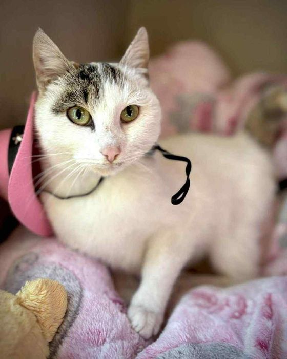 Руби на 7 м, нежна и спокойна, търси дом