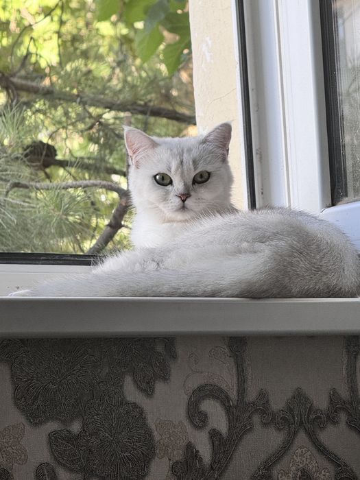 Продаётся серебристый шиншилла