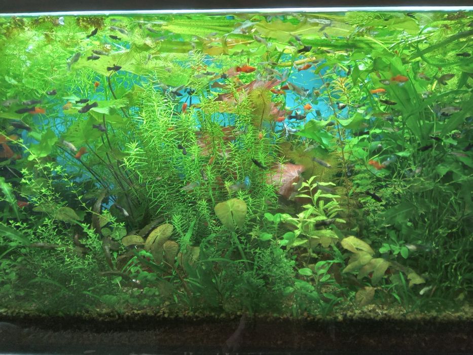 РАСТЕНИЯ в аквариум