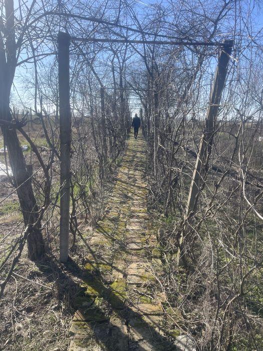 Casa individuala P+M