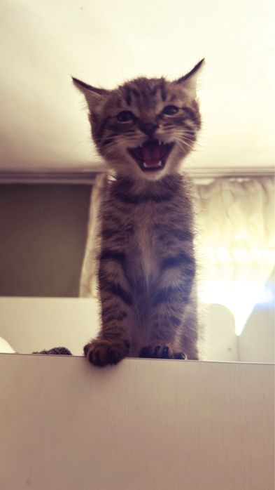 маленький котенок ищет дом!