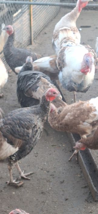 Млади Пуйки и Пуяци