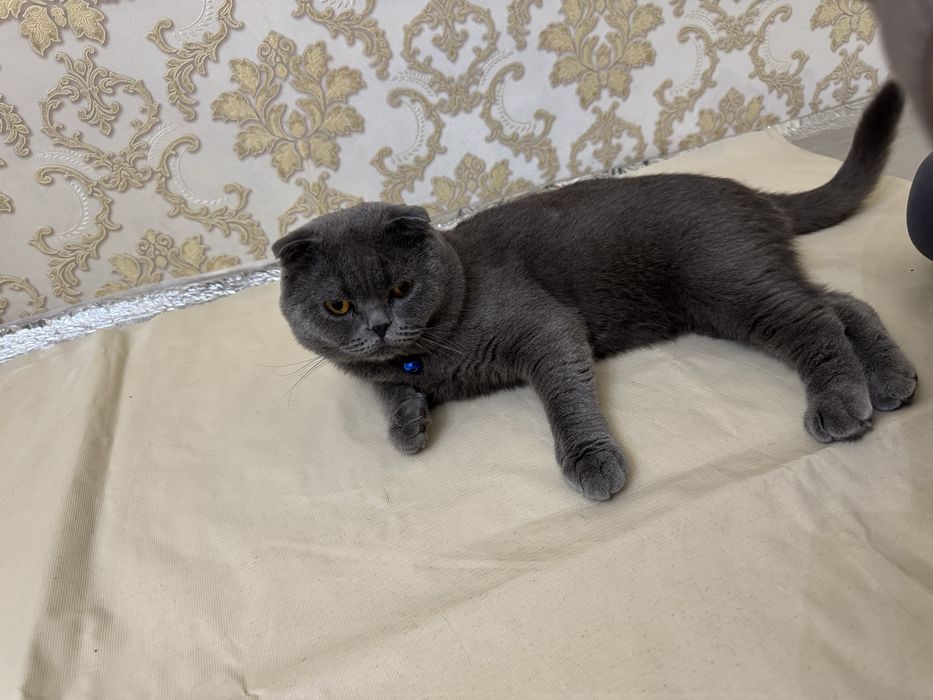 НЕ ПРОДАЁТСЯ  Кот на вязка Скоттиш Фолд очень опытный