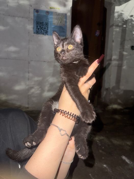 Котенок (мальчик и девочка)