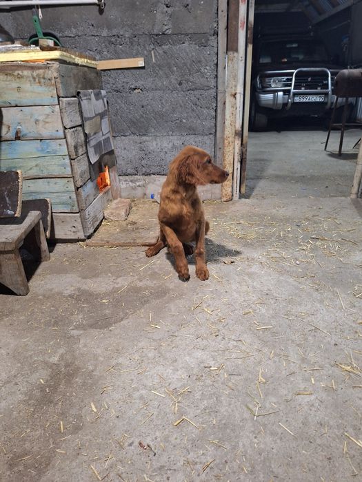 Щенок ирландский сеттер