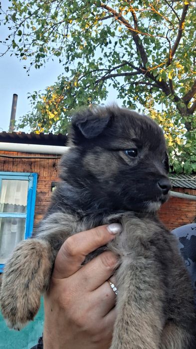 Щенки мальчики и девочки2,5 м5с