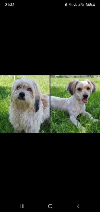 Frizerie Canina, Matca -Tecuci