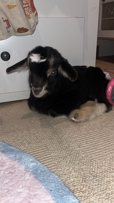 Козлята девочки и мальчики альпо/англонубийцы