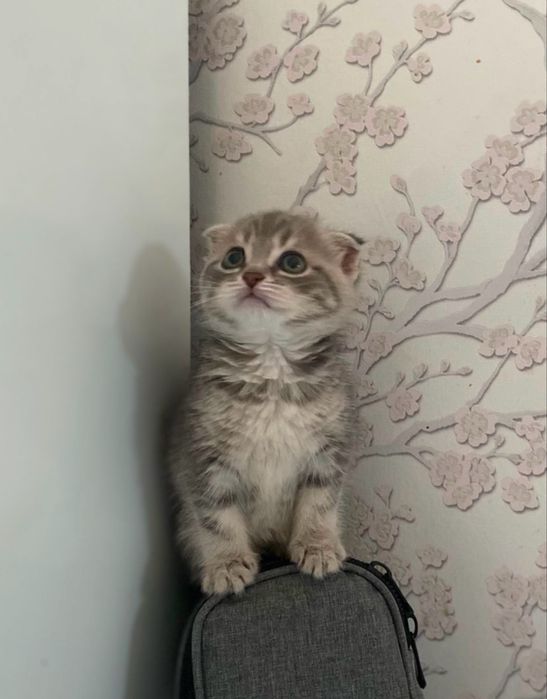 Котята кошки породистые