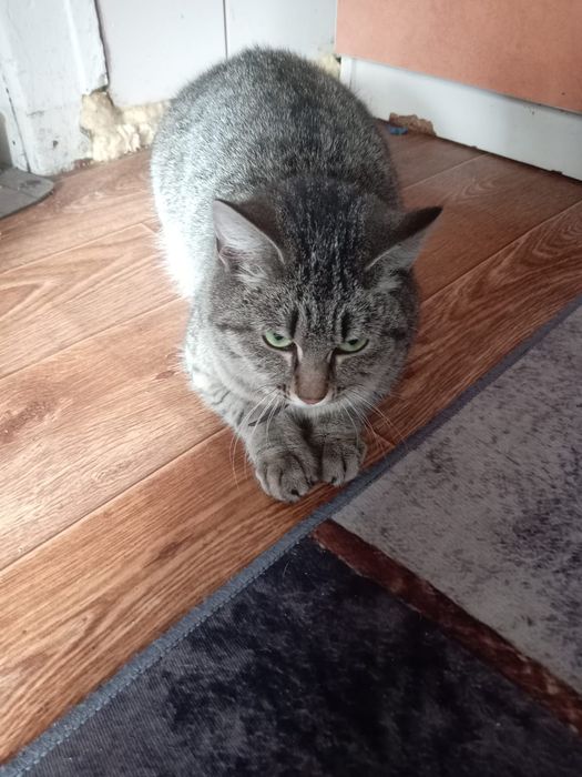 Отдам кошечку в добрые руки